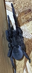 Funnel-web Spider (possibly female, due to robust body)
