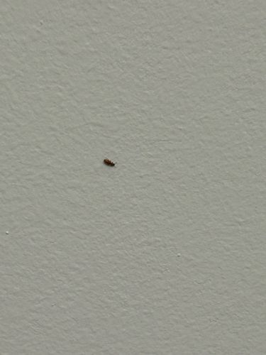 Red Flour Beetle or Confused Flour Beetle