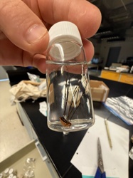 Harvestman or Daddy Longlegs