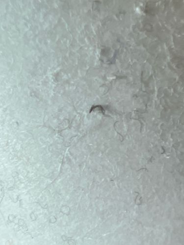 Carpet Beetle Larva (possibly Black Carpet Beetle or Varied Carpet Beetle)