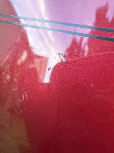 Winged Termite (Alate)