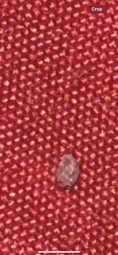 Household Casebearer (Larva)