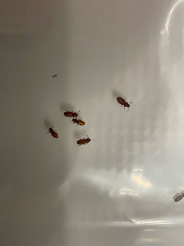 Sawtoothed Grain Beetle