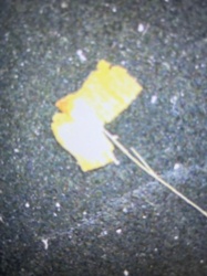 Case-bearing Clothes Moth