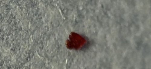 Red Velvet Mite (or possibly Clover Mite)