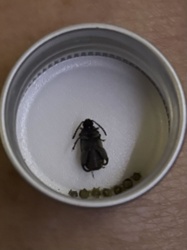Glowworm (likely female)