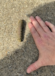 Leatherjacket larva (Crane Fly Larva)