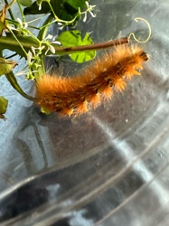 Garden Tiger Moth Caterpillar