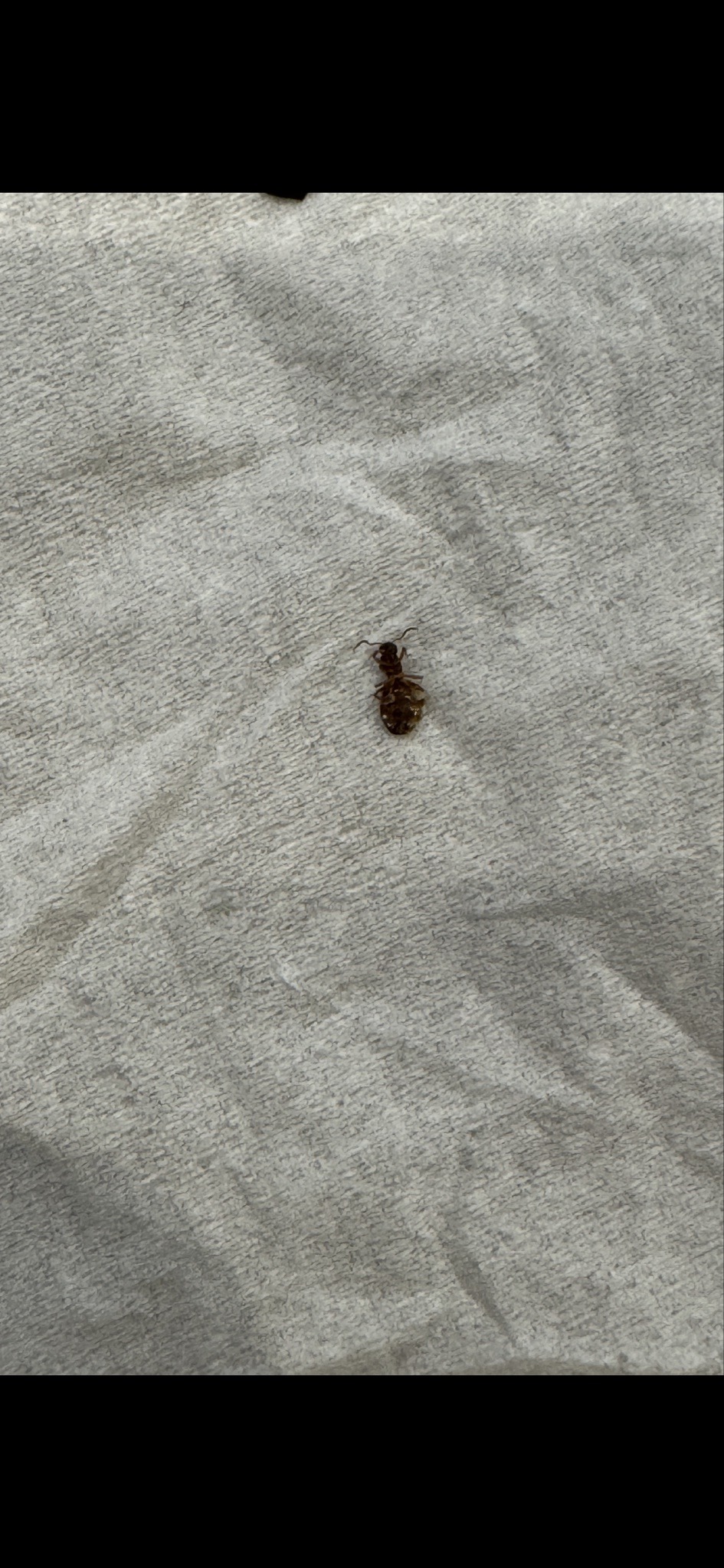 Bed Bug