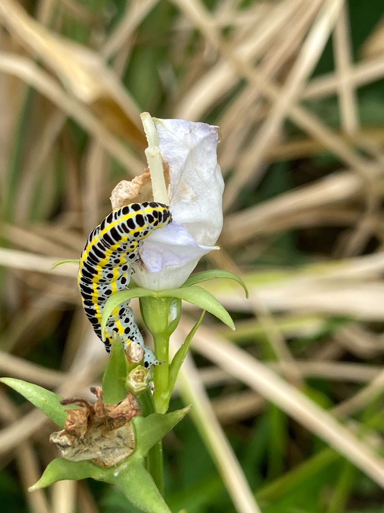Mullein Moth Caterpillar