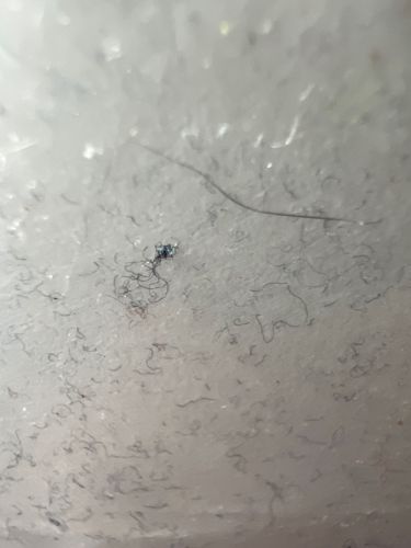 Unidentifiable insect fragment
