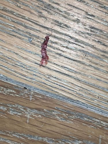 Bloodworm (Midge Larva)