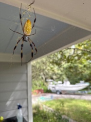 Golden Silk Orb-weaver (or Golden Orb-web Spider)