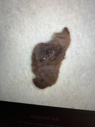 Carpet Beetle Larva (likely Black Carpet Beetle)