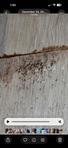 Spongy Moth (formerly Gypsy Moth) Egg Mass