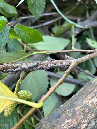 Woolly Alder Aphids (nymphs)