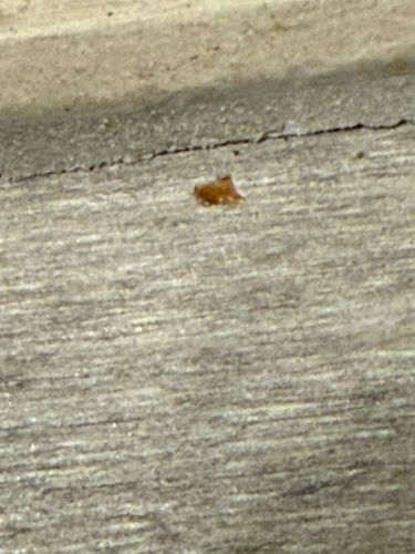 Too blurry to identify