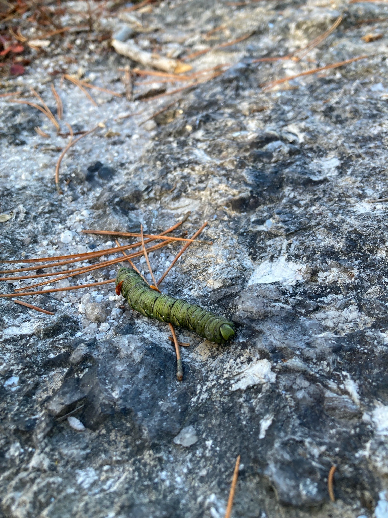 Pine Sphinx Caterpillar