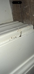 Subterranean Termite