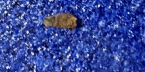 Case-bearing Clothes Moth (Larva/Case)