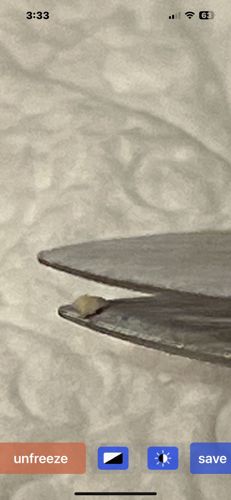 Carpet Beetle Larva (possibly varied carpet beetle or furniture carpet beetle)