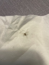 Gnat (likely a Fungus Gnat)