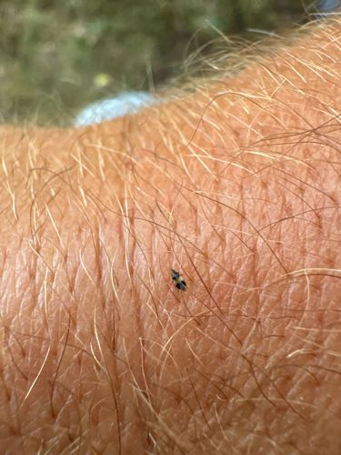 Carpet Beetle (likely Varied Carpet Beetle or Black Carpet Beetle larva)