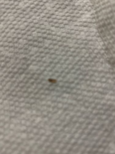 Carpet Beetle (likely Varied Carpet Beetle or Black Carpet Beetle)