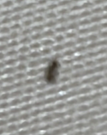 Bird Mite or Rodent Mite