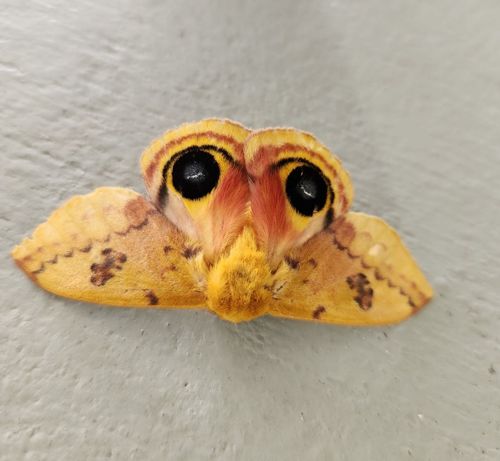 Io Moth
