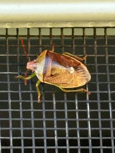 Brown Marmorated Stink Bug