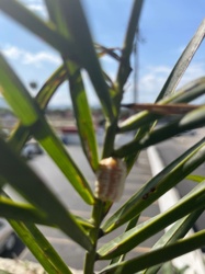 Praying Mantis Ootheca