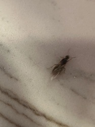 Ant (winged reproductive)