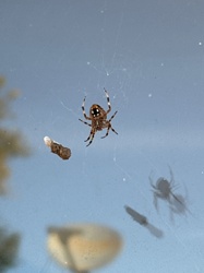 Marbled Orb-weaver