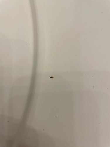 Carpet Beetle (likely Varied Carpet Beetle or Black Carpet Beetle)