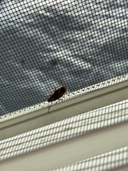 Boxelder Bug