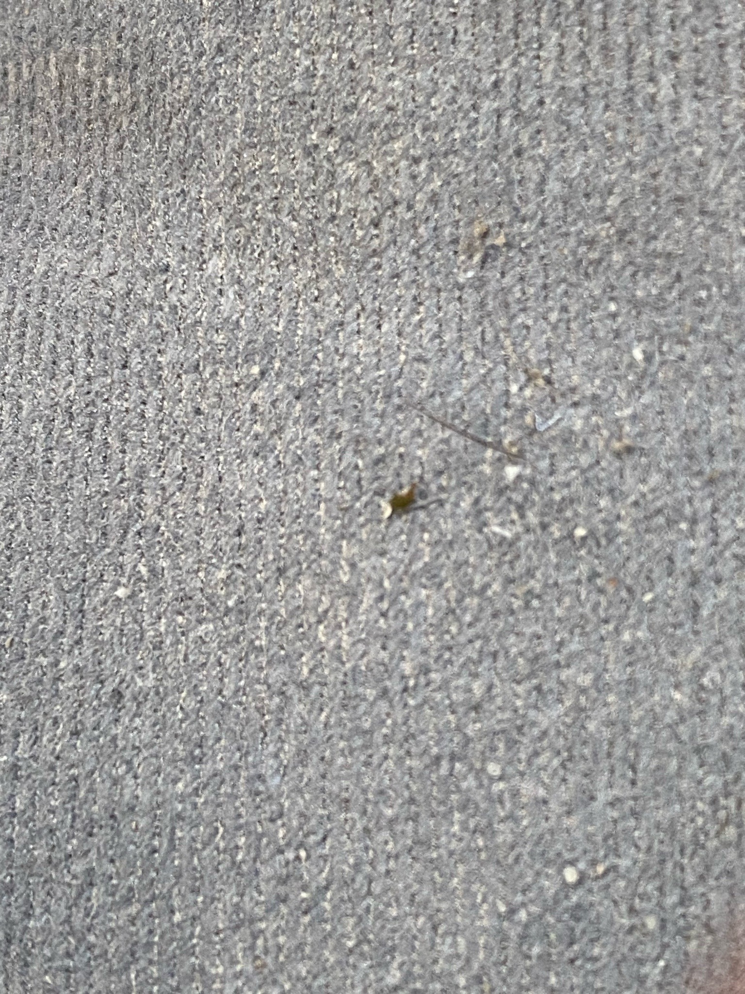 Aphid