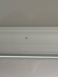 Drain Fly / Moth Fly / Filter Fly