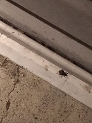 Cockroach (likely American Cockroach or similar large species)