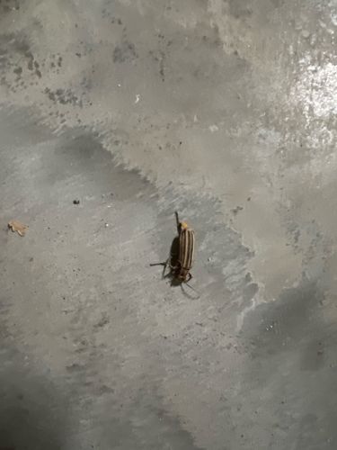 Colorado Potato Beetle