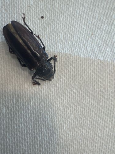 Broad-necked Root Borer