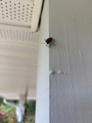 Brown Marmorated Stink Bug