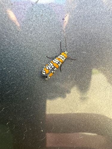 Ailanthus Webworm Moth