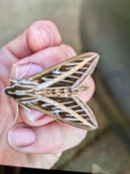 White-lined Sphinx Moth
