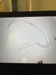 Case-bearing Clothes Moth Larva (empty case or exuviae)