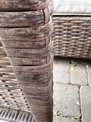Bold Jumping Spider