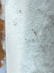 Carpet Beetle Larvae (likely Black Carpet Beetle or Varied Carpet Beetle)