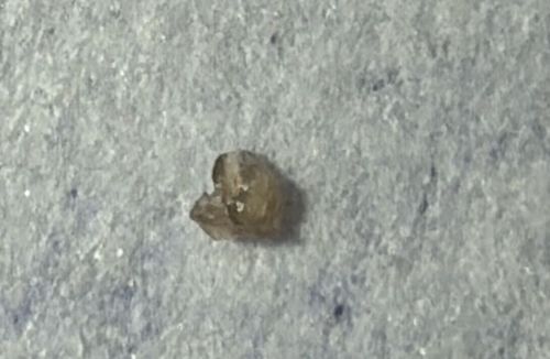 Carpet Beetle Larva (Exuvia/Shed Skin)