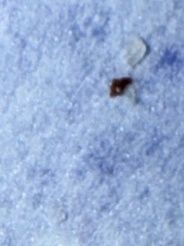 Bed Bug