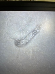 Not identifiable as an insect or bug